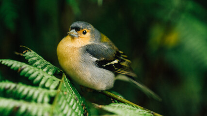 Madeiran chaffinch, Fringilla coelebs maderensis, close up, colorful male, isolated small passerine...