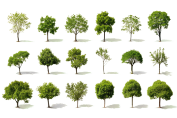 A diverse collection of trees, ranging from tall pines to delicate cherry blossoms fills the frame. Each tree showcases unique characteristics such as bark texture, leaf shape, and overall size.