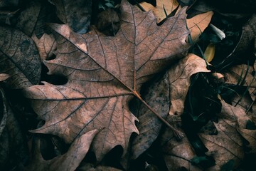 Falling Beauty: The Poetry of Autumn Leaves