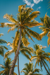 Fototapeta na wymiar coconut palm tree in the tropical beach on sky background