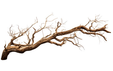 Obraz premium Barren Dead Tree Branch. A barren dead tree branch stands without leaves, showcasing its stark and lifeless appearance. Weathered and aged.