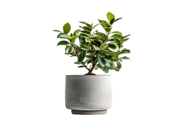 Green Leafed Potted Plant. A potted plant with vibrant green leaves is placed in a ceramic container, adding a touch of nature to the rooms decor. The leaves are healthy and lush.