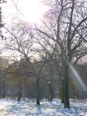 La neige dans un bois parisien