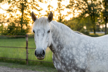 White grey Connemara mare pony horse with dapples cute in beautiful summer spring sunlight fresh...