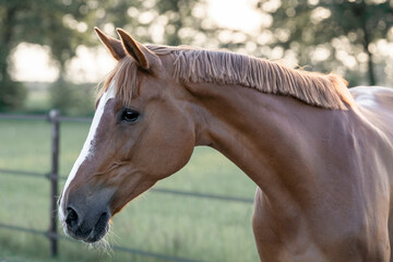 Beautiful chestnut horse mare looking