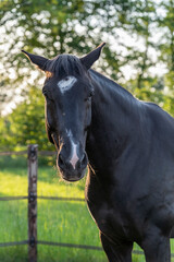 black horse with a bit of a grumpy head
