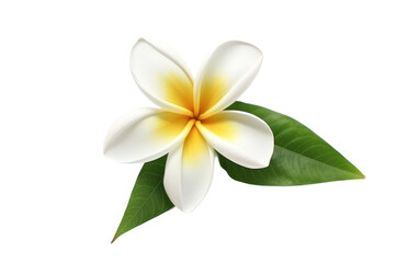 Fototapeta premium A white and yellow flower is blooming amidst vibrant green leaves. The petals are delicately arranged. The natural beauty of the flower is enhanced by its surroundings.