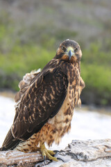 Galapagos hawk on the beach
