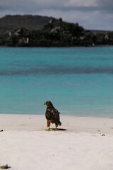 Galapagos hawk on the beach