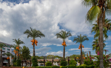 Fruits are ripening on date trees. Antalya's climate creates a suitable environment for date trees..​