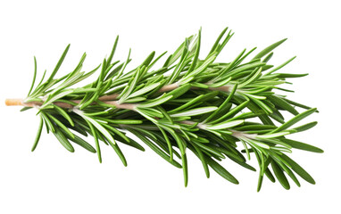 Fototapeta premium Sprig of Rosemary. A single sprig of rosemary is placed on a plain white background, showcasing the herbs slender green leaves and woody stem.