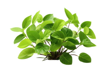 Green Plant With Leaves. A close up view of a vibrant green plant with multiple leaves. The leaves are lush and healthy, showcasing their natural texture and color.