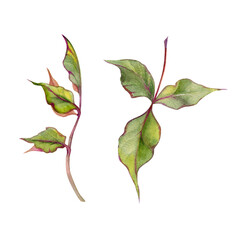 Hand drawn watercolor illustration botanical. Green rose bush plant leaves on stem. Single object isolated on white background. Design wedding stationery cards, scrapbooking, floral shop, ikebana