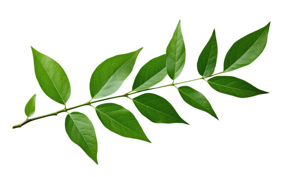 Green Leaves on a Tree Branch. The image shows a branch of a tree filled with vibrant green leaves. The leaves are large and healthy, creating a lush and dense canopy.