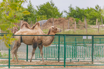 A camel walking in a paddock in a recreation park