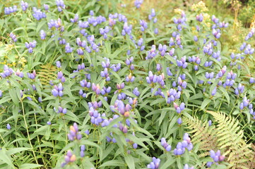 Beautiful blue petals and flowers of Gentiana triflora with green leafs in Asahi-dake mountain,...