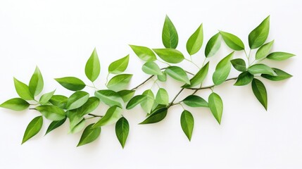 Naklejka premium Green leaves on a white background