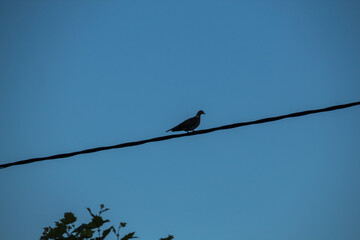 bird on a branch