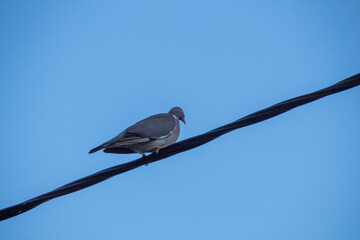 bird on a branch