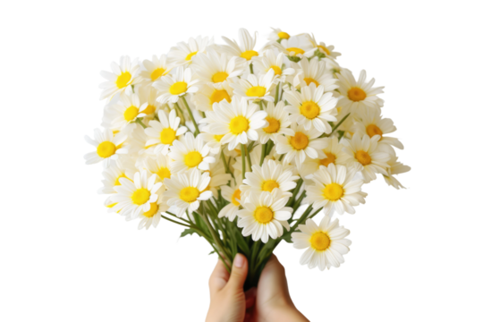 A person delicately holds a colorful bouquet of daisies in their hand. The individuals fingers gently grip the stems of the flowers, highlighting the natural beauty of the daisies.