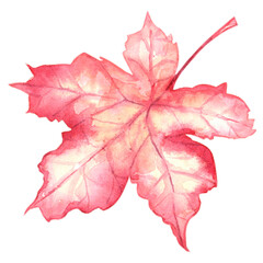 Autumn leave in watercolor. Set of autumn nature elements in a watercolor style berries, acorns, leaves painted in watercolor.