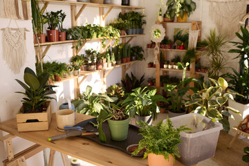 Fototapeta na wymiar No people shot of workplace in modern plant shop interior with wooden furniture and houseplants in pots
