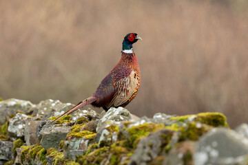 Pheasant, male, ring necked or Common Pheasant, Scientific name: Phasianus colchicus, perched on drystone walling covered in  green moss. Facing right. Horizontal, Clean background with space for copy