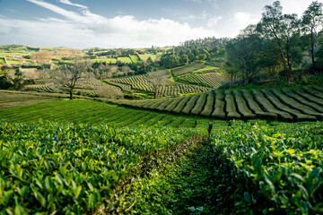 Tea Plantation at Cha Gorreana on Sao Miguel Island, the Azores archipelago in the Atlantic Ocean...
