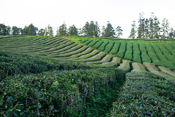 Tea Plantation at Cha Gorreana on Sao Miguel Island, the Azores archipelago in the Atlantic Ocean...