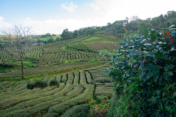 Fototapeta na wymiar Gorreana tea plantation at Sao Miguel island at Portugal.