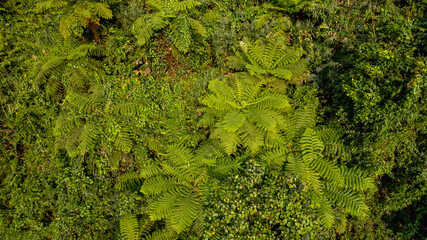 Aerial view of a lush green fern forest, perfect as a vibrant background for nature-themed designs or environmental content, Earth day