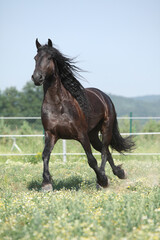 Amazing friesian mare running on pasturage