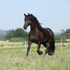 Amazing friesian mare running on pasturage