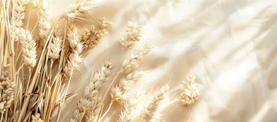 dried wheat stalk and sunlight on light beige wall, in the style of grandiose color schemes, dreamy...