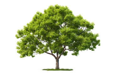 A tree with vibrant green leaves stands out against a plain white background. The leaves are full and healthy, providing a striking contrast to the simplicity of the white backdrop.