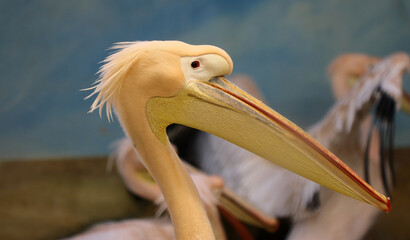 Rosa Pelikan - Great white pelican