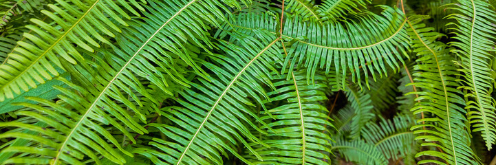 Naklejka premium Vibrant green fern leaves close-up, suitable for nature-themed backgrounds with space for text, Earth day