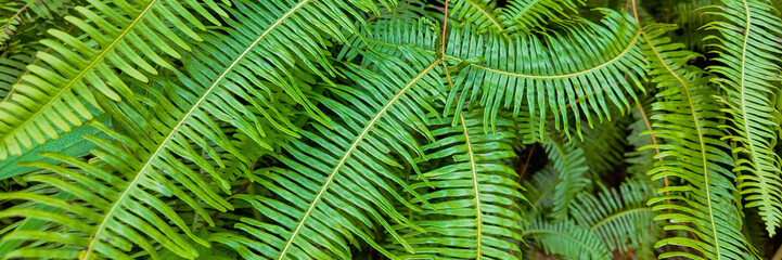 Vibrant green fern leaves close-up, suitable for nature-themed backgrounds with space for text,...