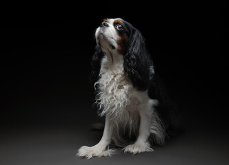 A Cavalier King Charles Spaniel dog sits on a gray paper background. Studio photography.