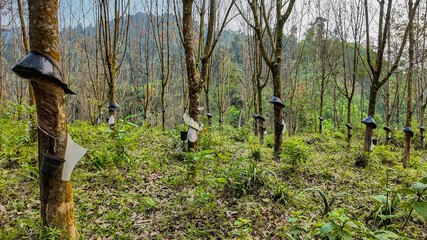 Rubber plantation with tapped trees and collection cups, showcasing rural agricultural industry in a tropical forest environment, suitable as a background with space for text