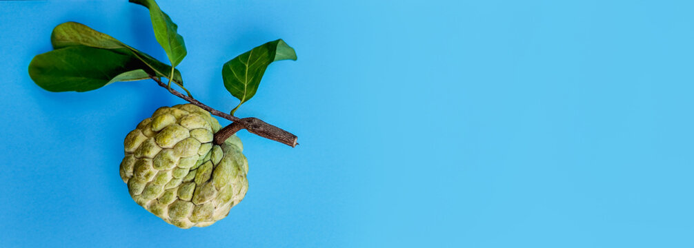 Fresh custard apple sugar-apple with green leaves against a blue background with copy space on the right, ideal for healthy eating and tropical fruit concepts