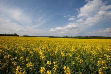 Fototapeta premium A picturesque field brimming with vibrant yellow flowers, set against a clear, cerulean blue sky. A sight of pure beauty.