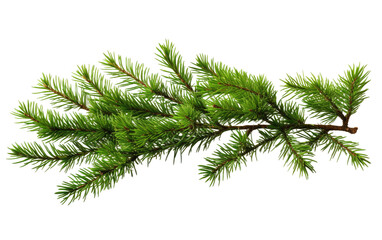 A single branch of a pine tree is prominently displayed against a plain white background. The intricate texture of the pine needles is visible, with a few small pine cones attached to the branch.