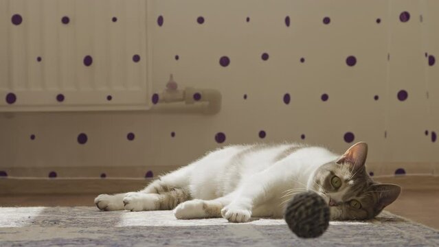 Playful Cat Enjoying a Lazy Day Indoors