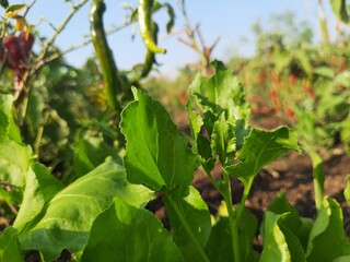 a greenery of spinach plant. Low angle shot