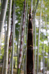 新緑の常寂光寺　境内の若竹　京都市右京区嵯峨