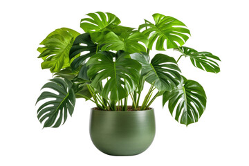 A potted plant featuring large green leaves, showcasing its vibrant and healthy growth in a well lit indoor setting. The plant stands prominently, with its lush foliage.