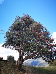 tree adorned with stunning pink flowers, and blue sky as background in nepal hilly area