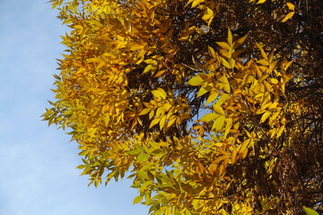 Light blue sky and amber yellow foliage of Fraxinus pennsylvanica in mid October