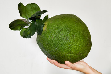 Hand presenting a giant green pomelo with leaves on a white background, ample copy space, suitable...